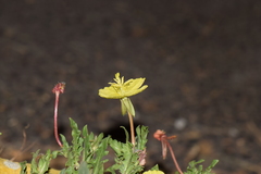 Oenothera pubescens