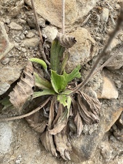 Plantago subnuda