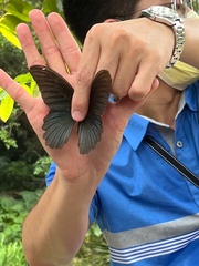 Papilio memnon heronus