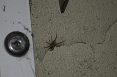 Steatoda nobilis