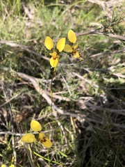 Diuris brevifolia