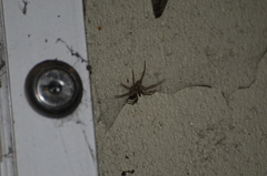 Steatoda nobilis