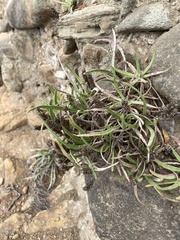 Plantago maritima