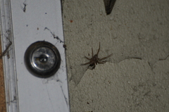 Steatoda nobilis