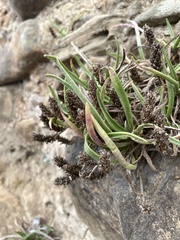 Plantago maritima