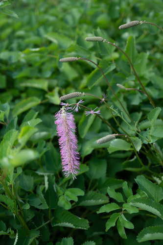 Sanguisorba obtusa iNat (1)