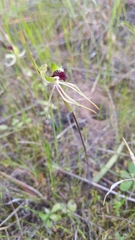 Caladenia verrucosa