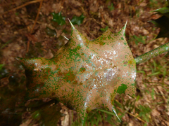 Phycopeltis arundinacea