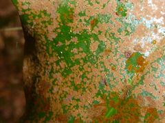 Phycopeltis arundinacea