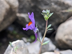 Linaria alpina
