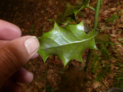 Phycopeltis arundinacea