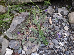 Linaria alpina