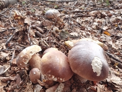 Boletus edulis