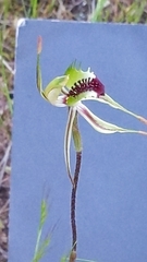 Caladenia verrucosa