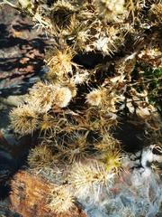 Carlina vulgaris
