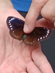 Euploea tulliolus koxinga