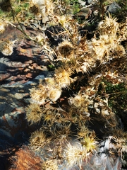 Carlina vulgaris