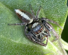 Opisthoncus nigrofemoratus