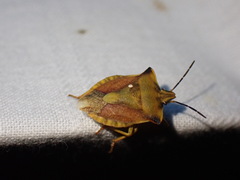 Carpocoris fuscispinus