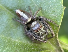 Opisthoncus nigrofemoratus