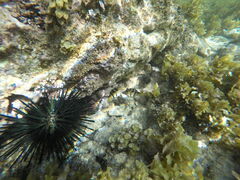 Canthigaster valentini