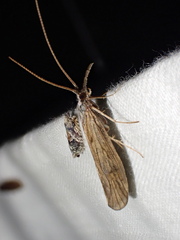 Trichoptera
