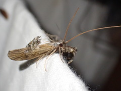 Trichoptera