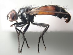 Cylindromyia auriceps