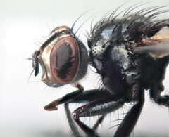 Cylindromyia auriceps