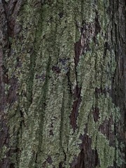 Flavopunctelia soredica