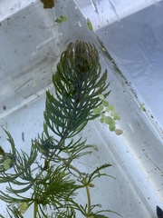 Ceratophyllum demersum