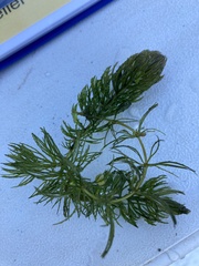 Ceratophyllum demersum