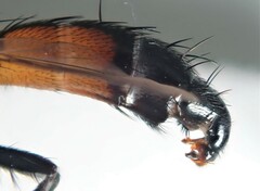 Cylindromyia auriceps