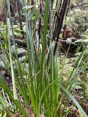 Cladium procerum