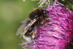 Bombus