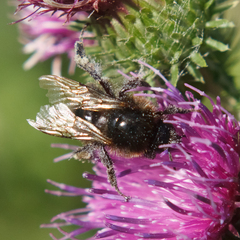 Bombus