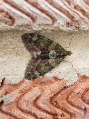 Chloroclysta siterata