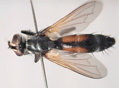 Cylindromyia auriceps