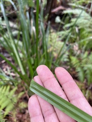 Cladium procerum