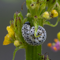 Tenthredo scrophulariae