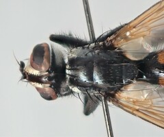Cylindromyia auriceps