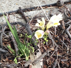 Freesia leichtlinii