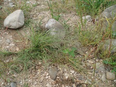 Eragrostis albensis