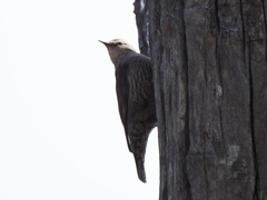 Climacteris picumnus