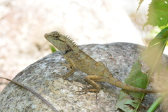 Calotes emma