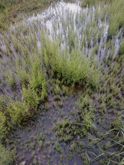 Dittrichia graveolens