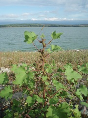Xanthium orientale riparium