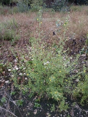 Dittrichia graveolens