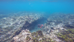 Scarus rubroviolaceus