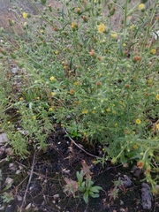 Dittrichia graveolens